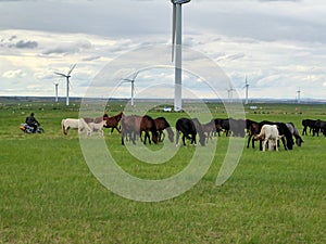 Xilinhot - Heard of horses grazing under wind turbines build on a vast pasture in Xilinhot, Inner Mongolia. Natural resources