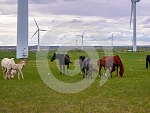 Xilinhot - Heard of horses grazing under wind turbines build on a vast pasture in Xilinhot, Inner Mongolia. Natural resources