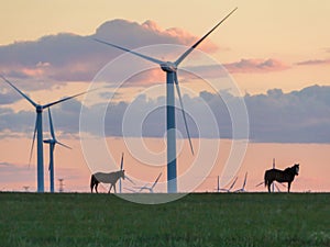 Xilinhot - Heard of horses grazing under wind turbines on a vast pasture in Xilinhot, Inner Mongolia during the sunset