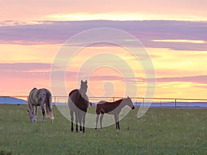 Xilinhot - Heard of horses grazing on a vast pasture in Xilinhot, Inner Mongolia during the sunset. The sky is pink