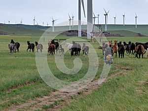 Xilinhot - A heard of horses herded by a man driving a motorbike, rushing them towards wind turbines build on a vast pasture