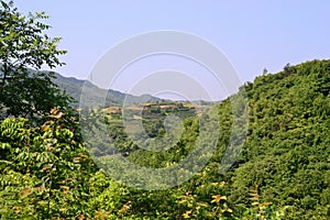 Xinchang, Zhejiang Province, green tree landscape, CHINA