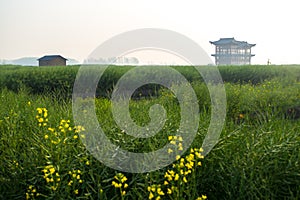 XINGHUA, CHINA: Rapeseed field in the morning