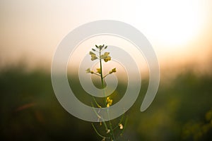 XINGHUA, CHINA: Rapeseed flower