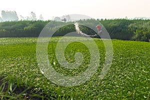 XINGHUA, CHINA: An unidentified woman watering the rapeseed field in the morning.