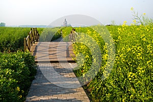 XINGHUA, CHINA: Walkway along canal in rapeseed field at morning