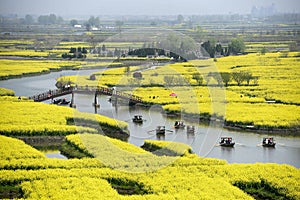 Xinghua, Jiangsu: thousands of stacks of cauliflower yellow, visitors like weaving flowers busy