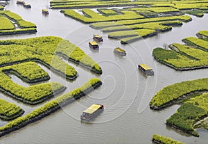 Xinghua, Jiangsu: thousands of stacks of cauliflower yellow, visitors like weaving flowers busy