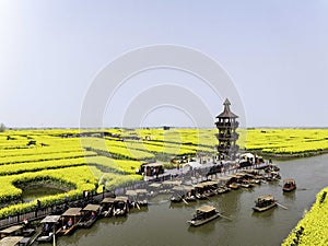 Xinghua, Jiangsu: thousands of stacks of cauliflower yellow, visitors like weaving flowers busy