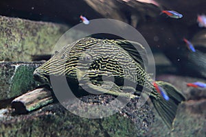 Xingu pleco