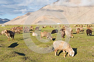 Sheep at Karakul Lake view from Karakoram Highway in Pamir Mountains, Akto County, Kizilsu Kirghiz, Xinjiang, China.