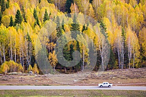 Xinjiang Hemu birch forest autumn