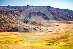 Xinjiang Kanas Grassland Autumn