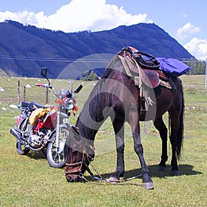 Xinjiang Kanas Lake Heavenly Mountain Tian Shan Grassland Autonomous Region China Nature Outdoor Horse Cattle Motorbike Scooter