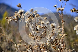 In Xinjiang Tianshan Tianchi dandelion in the