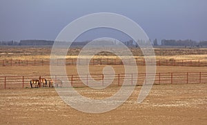 Xinjiang Wild Horse Breeding Farm in Jimsar, adobe rgb