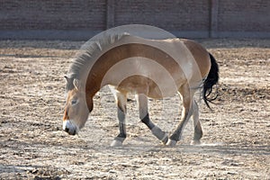 Xinjiang Wild Horse in Breeding Farm in Jimsar, adobe rgb
