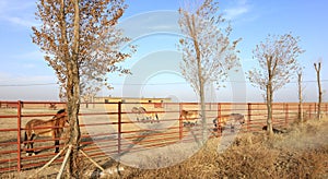 the Xinjiang Wild Horse Breeding Farm in Jimsar, adobe rgb