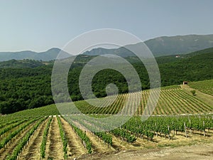 Xinomavro in the vineyards Greece