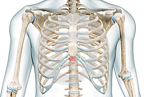Xiphoid process bone of the sternum in red color with body 3D rendering illustration isolated on white with copy space. Human photo