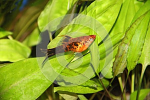 Xiphophorus Helleri