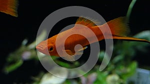 Xiphophorus helleri Swordtail aquarium fish