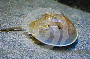 Xiphosura, Atlantic horseshoe crab (Limulus polyphemus), Philadelphia