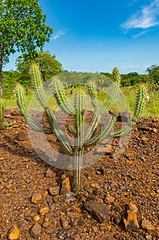 Xique xique cactus Pilosocereus gounellei and sertao/caatinga landscape - Oeiras, Piaui photo