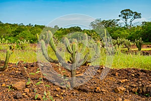 Xique xique cactus Pilosocereus gounellei and sertao/caatinga landscape - Oeiras, Piaui