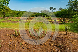 Xique xique cactus Pilosocereus gounellei and sertao/caatinga landscape - Oeiras, Piaui