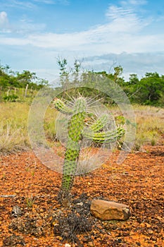 Xique xique cactus Pilosocereus gounellei and sertao/caatinga landscape - Oeiras, Piaui Northeast Brazil