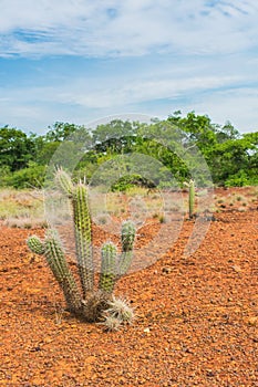 Xique xique cactus Pilosocereus gounellei and sertao/caatinga landscape - Oeiras, Piaui Northeast Brazil