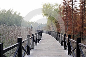 Xisha wetland in Chongming island