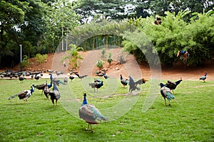 Xishuangbanna Group peacocks