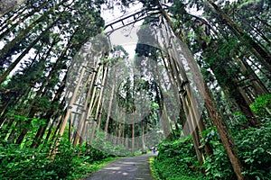 Xitou Nature Education Area, Taiwan