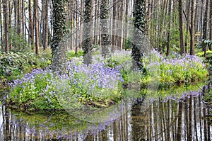 The XiXi wetland