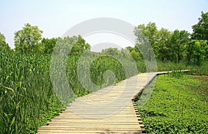 Xixi wetland in huangzhou, zhejiang, china