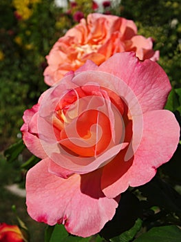 XL details of magnificent roses alignment