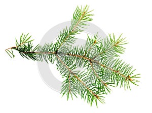 Xmas branch of evergreen is isolated on white