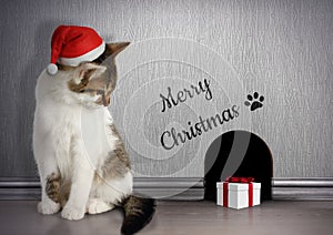 Xmas congratulate concept, Funny cat with santa hat and gift photo