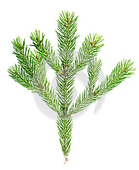 Xmas fir tree branch isolated