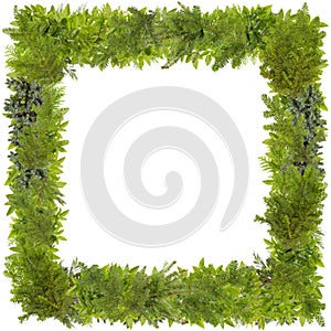 Xmas fir tree photo frame