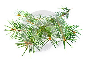 Xmas green fir tree branch isolated on white