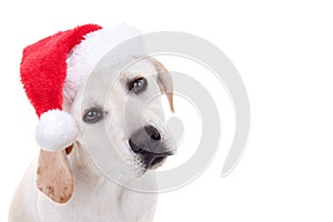 Navidad un sombrero mascota el muro el perro 