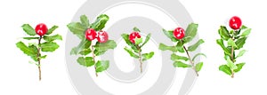 Xmas set of Natural Christmas holly branch with red berries and green leaves isolated on white background