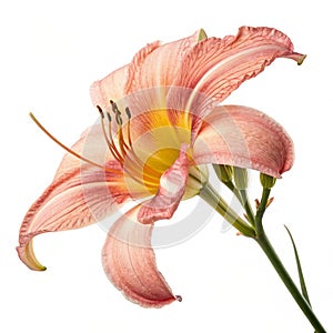 Xnipec isolated on white background