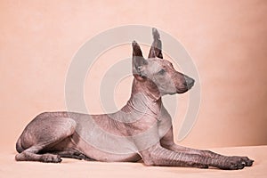 Xolo dog breed Xoloitzcuintle, Mexican hairless on a beige background, lying - 2