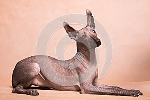 Xolo dog breed Xoloitzcuintle, Mexican hairless on a beige background, lying - 3