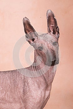 Xolo dog breed Xoloitzcuintle, Mexican hairless on a beige background, portrait