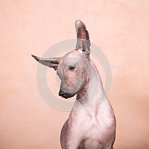 Xolo dog breed Xoloitzcuintle, Mexican hairless on a beige background, portrait with a slope